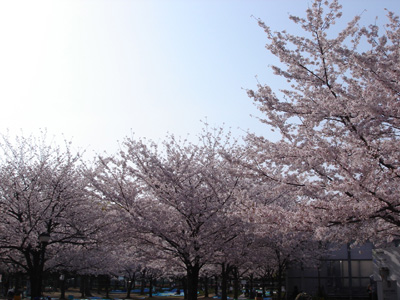 長居公園でプチお花見_c0073813_23371695.jpg