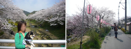 【京都府】井手町の桜祭りとドックカフェ「あいべい」_b0106415_12732.jpg