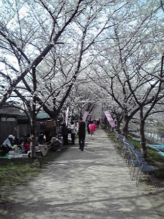 桜_e0136815_10231216.jpg