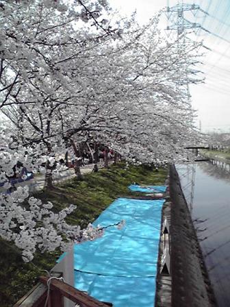 桜_e0136815_1024323.jpg