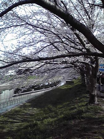 桜_e0136815_10251142.jpg