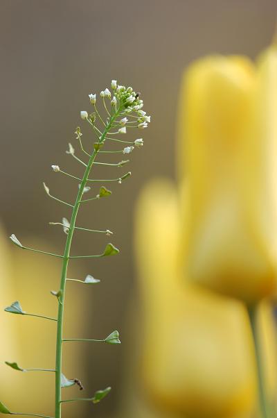 花たちのおしゃべり_f0157215_20324088.jpg