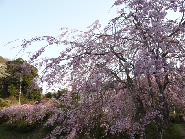 桜　2008　遊水池_d0065116_18445531.jpg