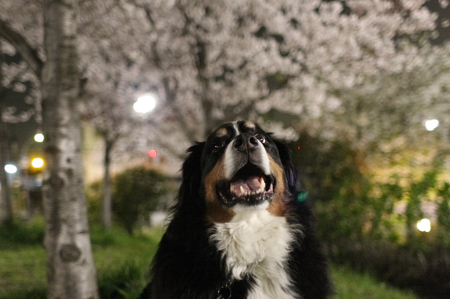 きのうの夜桜　＆　今日の桜_b0065717_2353395.jpg