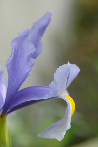 つつじ、アイリスも好きな花_f0012718_7403797.jpg