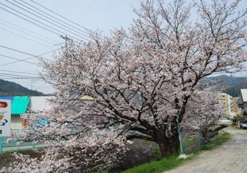 「山本川のさくら」_e0045719_1946868.jpg