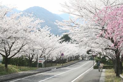 SAKURA☆SAKURA_f0068926_23433298.jpg