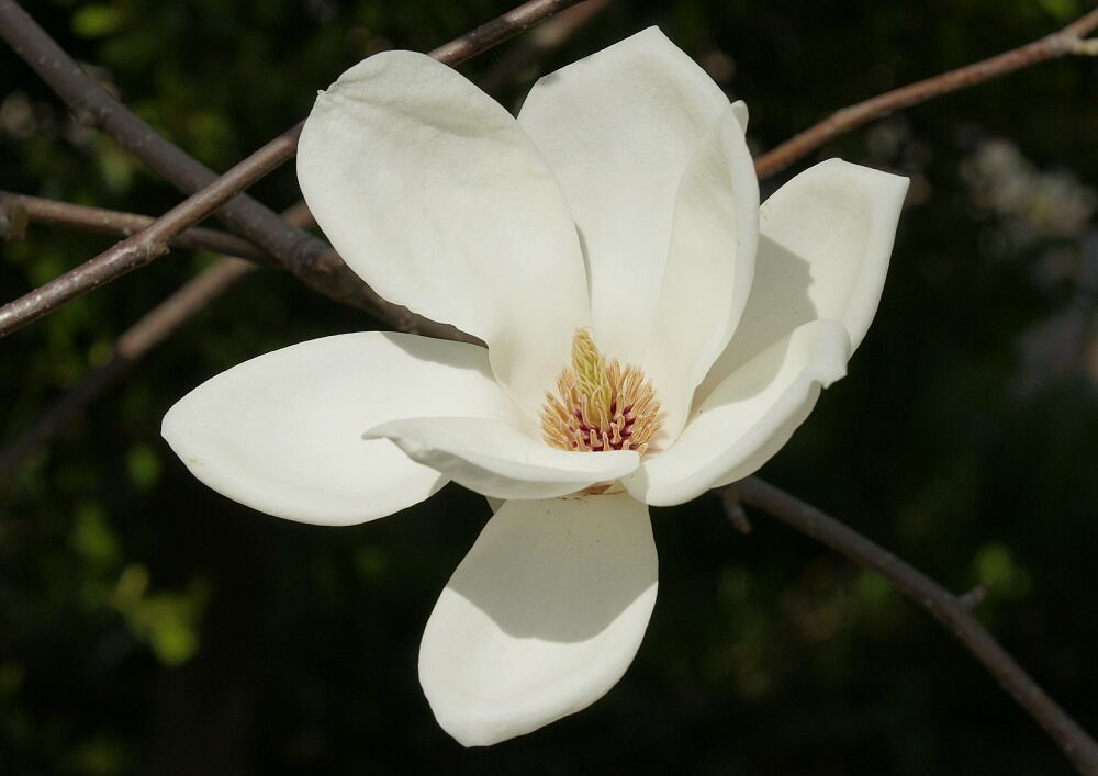 ハクモクレンのその後 花びらは散っても ギャラリー 花鳥風翼ii