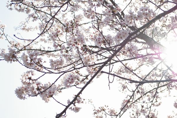 桜_d0128730_17182527.jpg