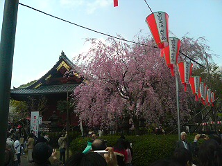 上野公園の桜も_e0025732_1259342.jpg
