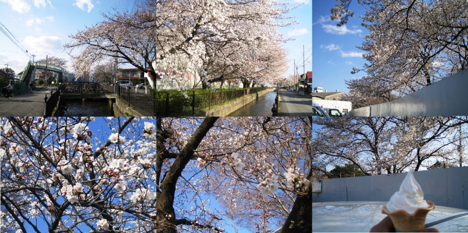 桜ほか_a0005233_175022100.jpg