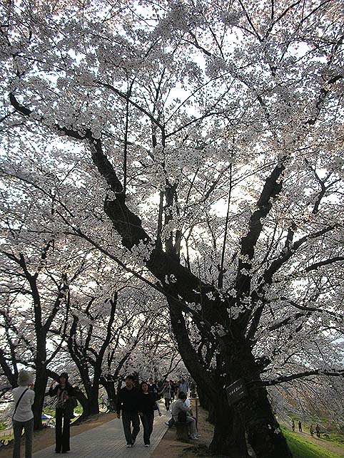 『桜最高スポットは「背割堤」！！』_b0084540_23241932.jpg