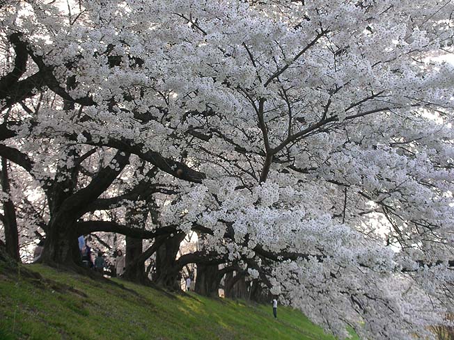 『桜最高スポットは「背割堤」！！』_b0084540_2325826.jpg