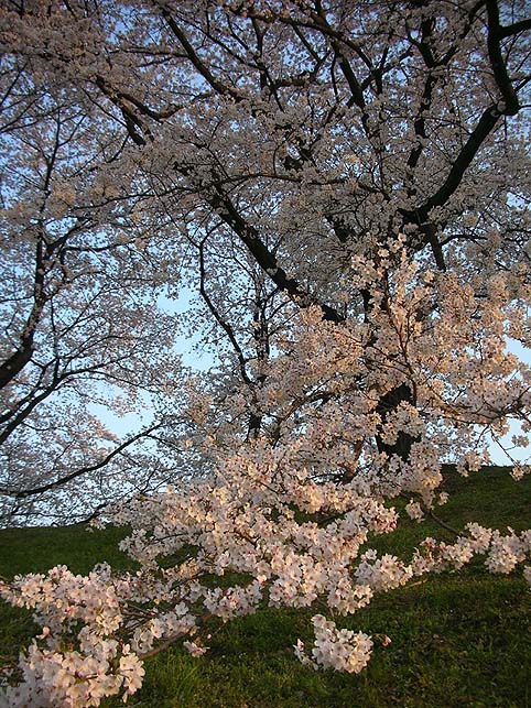 『桜最高スポットは「背割堤」！！』_b0084540_23273181.jpg