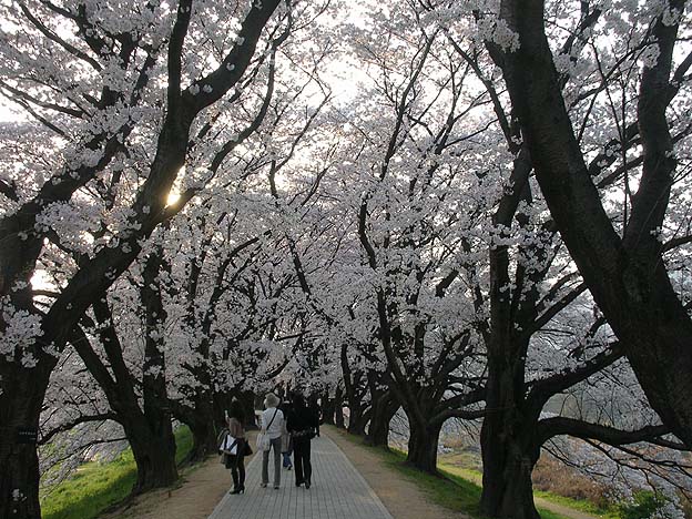 『桜最高スポットは「背割堤」！！』_b0084540_23275941.jpg