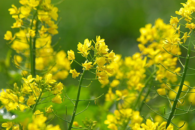 菜の花　その２_c0067040_231470.jpg