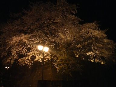 福井城址の夜桜ライトアップ_d0079440_214336.jpg