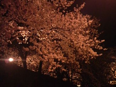 福井城址の夜桜ライトアップ_d0079440_2165597.jpg