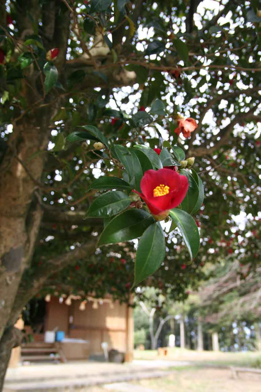 種穂忌部神社の春の太太神楽♪_d0058941_219348.jpg