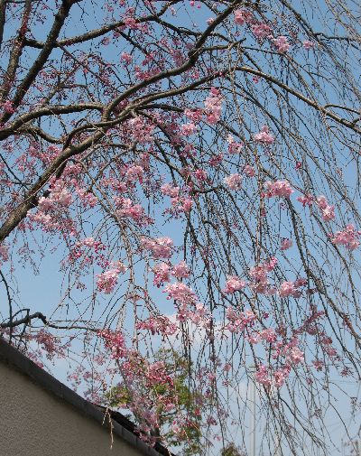 春の花が美しい_e0098241_20514160.jpg