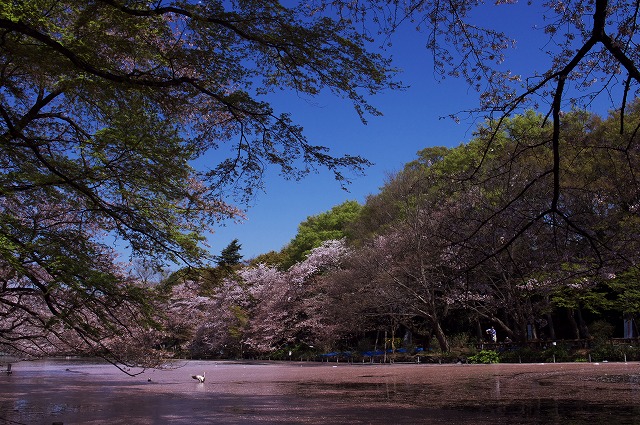 これでラスト(T_T)・K20Dで撮る「井の頭公園サクラ日記その12」_a0009142_16311723.jpg