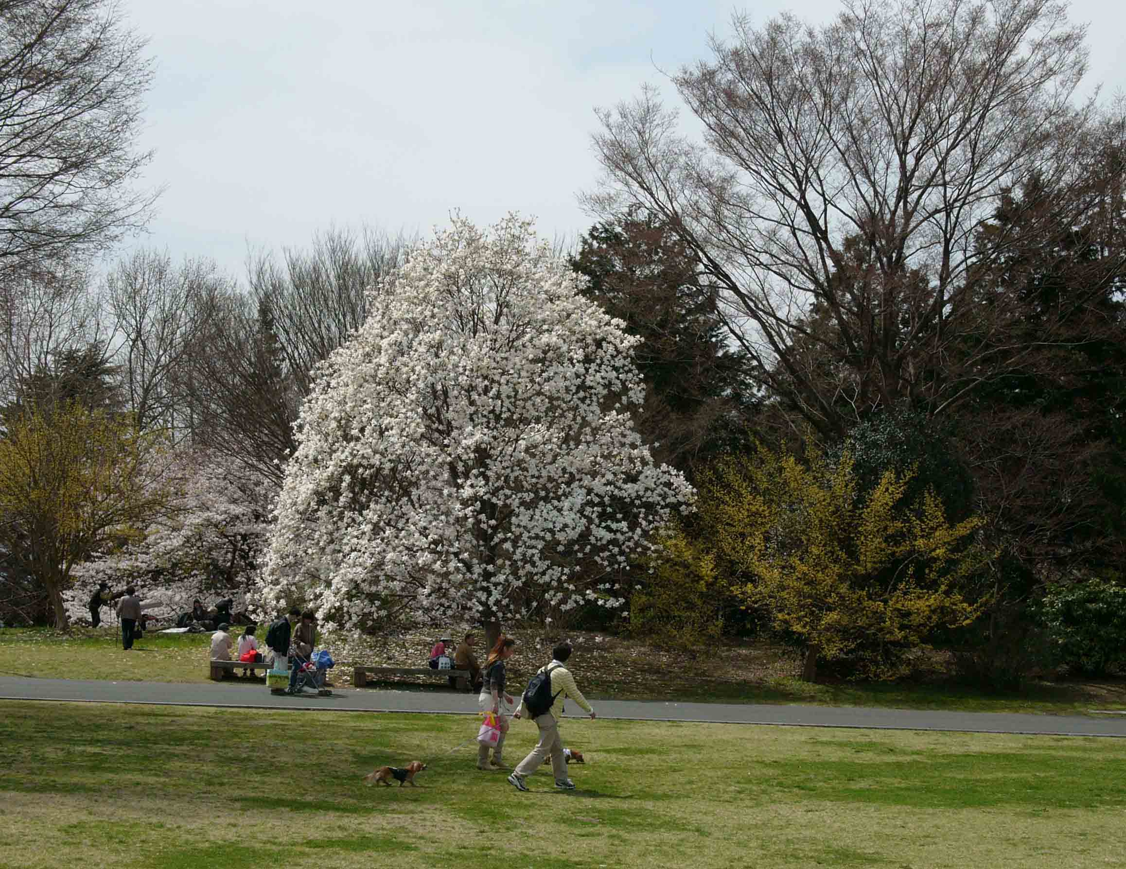 昭和記念公園　（０８０３２９）_a0091843_8265174.jpg