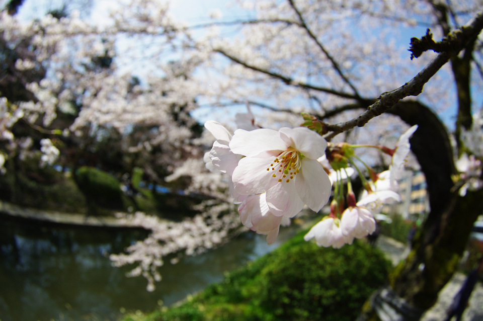 桜_d0098645_1710085.jpg