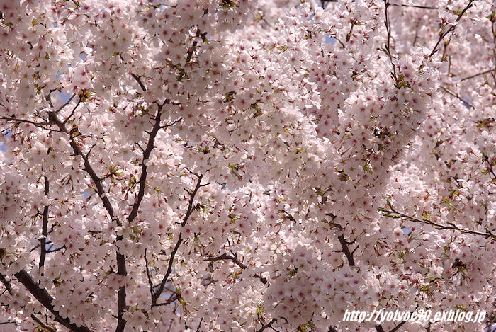 桜を求めて～その2～_c0117648_16142542.jpg