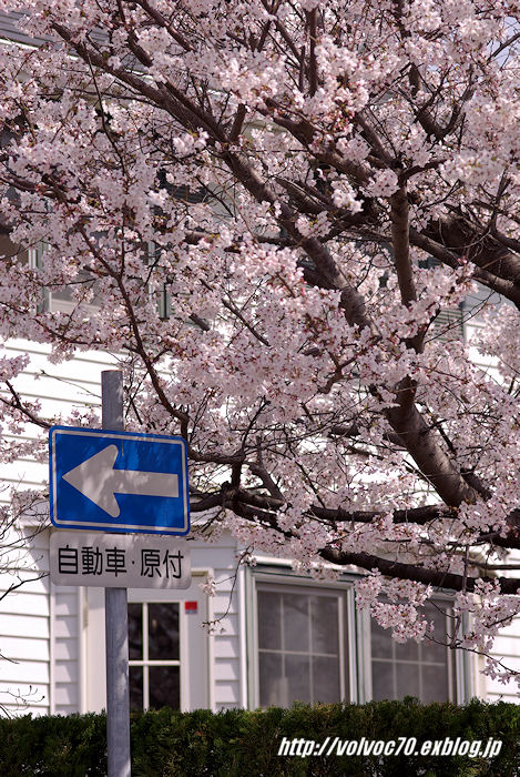 桜を求めて～その2～_c0117648_1661956.jpg