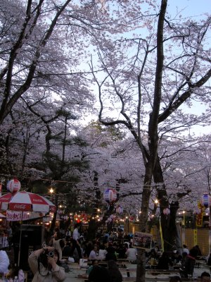 桜　さくら　サクラ@水戸(桜山　桜川)_d0152549_17261158.jpg