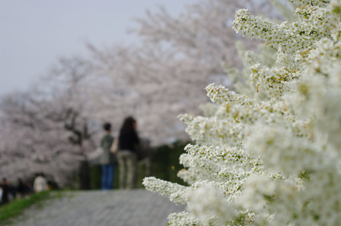 ワンコと鴨川を花見散歩～　Ⅱ_f0152550_17425961.jpg