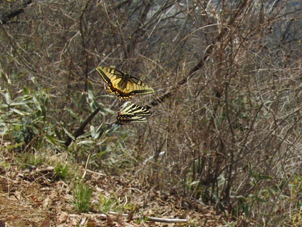 c0045352_10453237.jpg