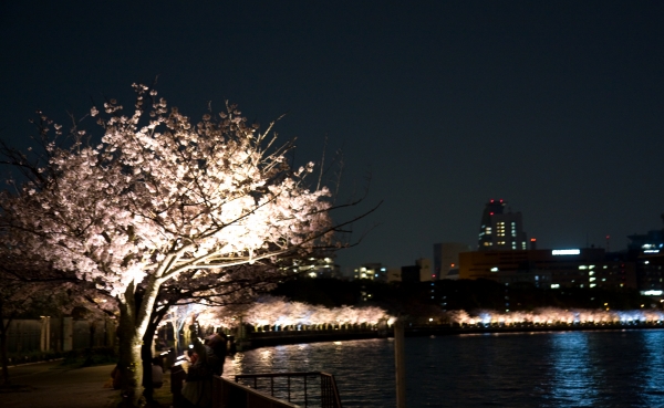 桜ノ宮公園ライトアップ_c0090254_14554560.jpg