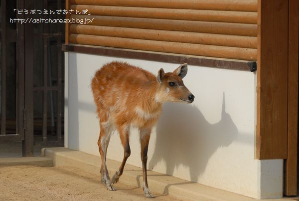 シタツンガ公開♪_b0024758_046780.jpg