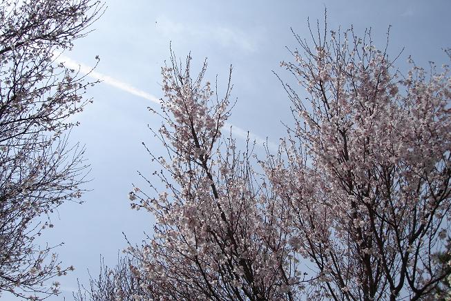 c0127558_10441461.jpg