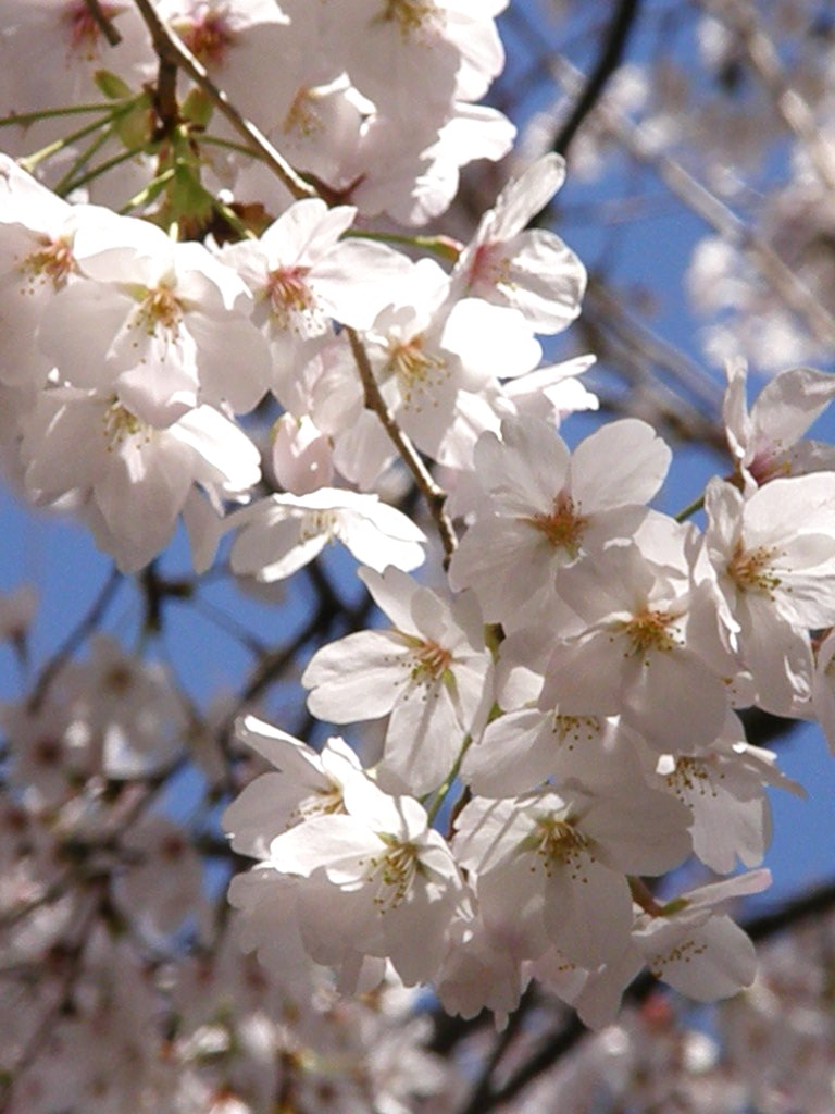 謎のサクラ、「中延桜」の正体は…アメリカかな…！？_e0064158_13512686.jpg