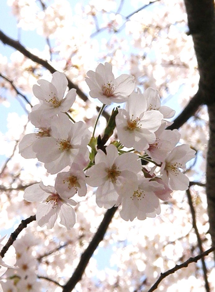 謎のサクラ、「中延桜」の正体は…アメリカかな…！？_e0064158_13593434.jpg