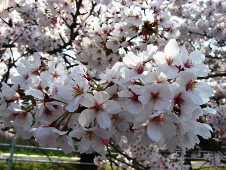 桜 海蔵川 十四川 素顔の四日市