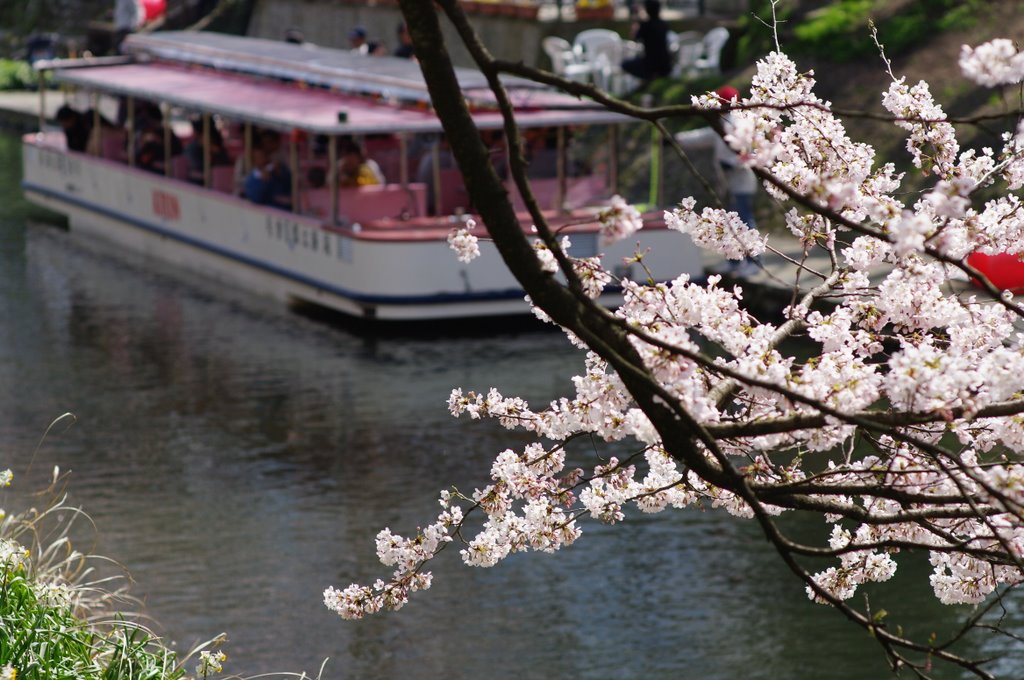 さくら、桜、SAKURA2_c0113059_533931.jpg