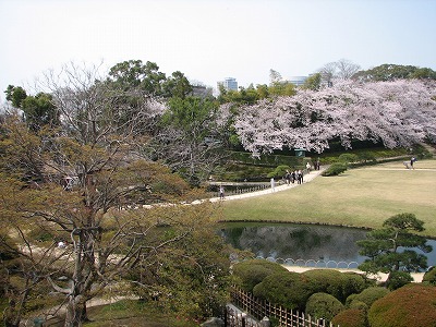 後楽園の桜_d0055259_2223779.jpg