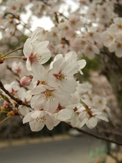 桜だより①岩滝神社その１_b0095061_8223143.jpg