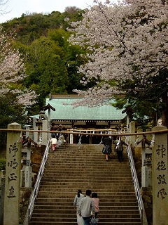 桜だより①岩滝神社その１_b0095061_8224046.jpg