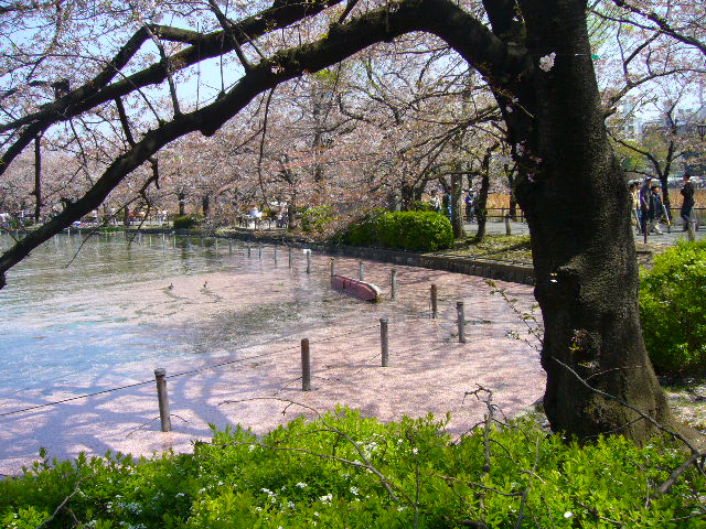 ４月６日（日）桜吹雪の下での姉の７回忌！_f0060461_21155846.jpg