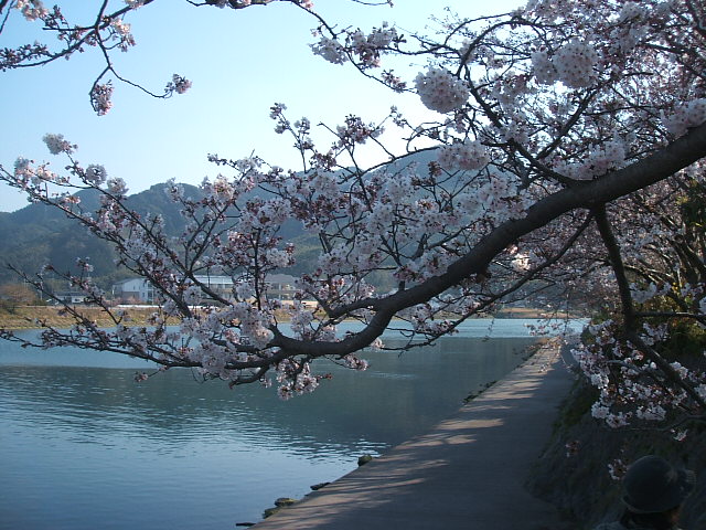 河川公園の桜、サクラ、今、咲き誇る・・♪_f0113862_19142759.jpg