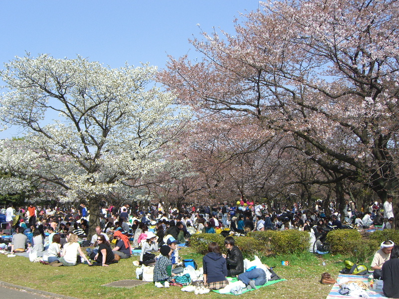 さくら～東京発信_a0104564_23392349.jpg