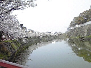 岸和田のお城祭り＆桜♪_e0136066_1783560.jpg