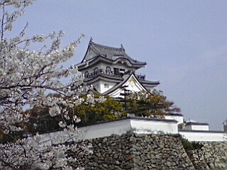 岸和田のお城祭り＆桜♪_e0136066_1783561.jpg