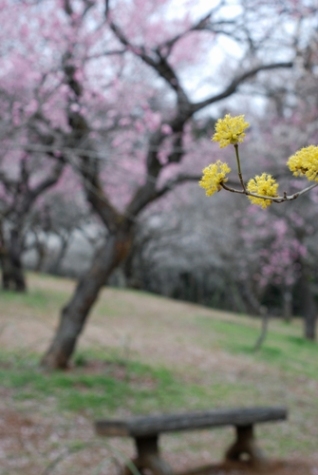 　梅の公園～その２～　_c0150974_2071293.jpg