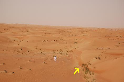 砂漠の宝石（ものすごく長いお話） : はなももの別館