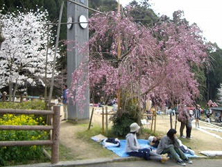 春の一日ハイキングを楽しむ（平成２０年４月６日）_b0101975_22151493.jpg